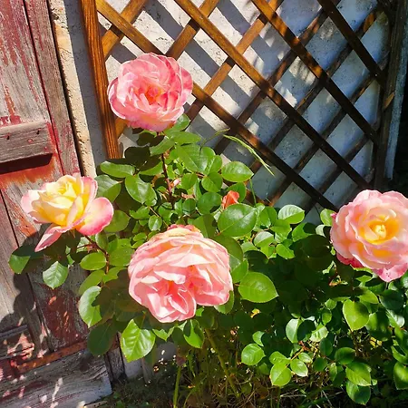 La Maison Des Oliviers 別荘 オーブテール・シュル・ドロンヌ